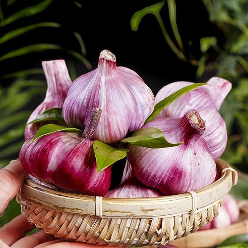 4 Pcs pflanzknoblauch winterhart - steckknoblauch - kräutergarten balkon, topfpflanzen draußen winterhart knoblauch zum pflanzen, zwiebeln frisch, winterharte pflanzen für kübel kräuterpflanzen,