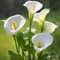 Bulbi di calla, forma unica della foglia a ferro di cavallo, forma elegante del fiore, colore bianco puro o giallo chiaro-6bulbi-C