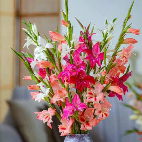 FLORIUM - Collection botanique Nanus (50 bulbes), mélange exclusif de plantes en provenance des Pays-Bas, 7 variétés/couleurs, décoration pour jardin, balcon (pas de graines, non résistantes à