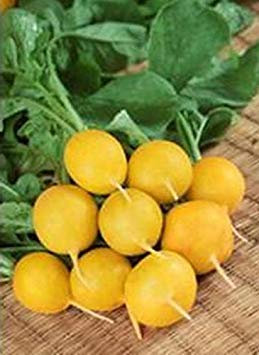 PLAT FIRM Lot de 300 graines de Germination de Radis Zlata 3 g