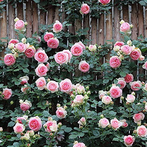 MOCCUROD 100pcs Pink Climbing Rose Vine Seeds - Amazing Growth and Beautiful Roses