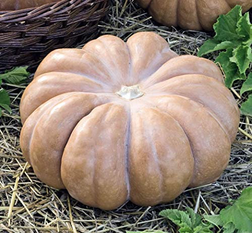 Portal Cool 25 Kürbissamen (Moschus-Kürbis Squash) 100% Bio. Nicht ohne Gentechnik. uk Verkäufer