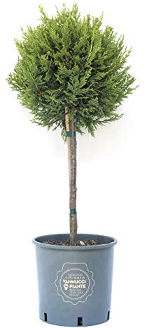 Vannucci Piante - Cipresso leilandi giallo, x Cupressocyparis leylandii 'Castlewellan Gold' (d'innseto) in vaso, Pianta vera a mini alberetto