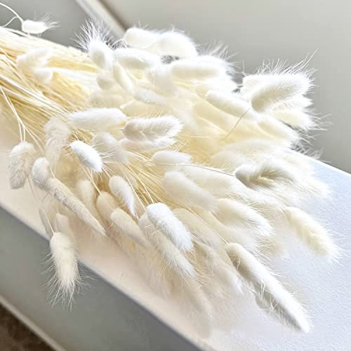 Jangostor 120 Piezas Hierba de Colas de Conejito seco, 43 cm Blanca Hierba de Pampas Natural Flores de Conejo para Hogar Sala de Estar Boda Fondo de fotografía DIY Manualidades