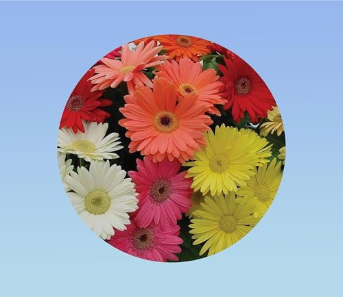 20 graines de gerbera mixtes - jamessonii. plante vivace