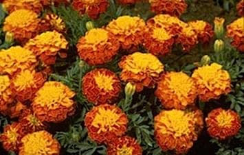 50 Semi di Calendula - di Janie Spry:Graines