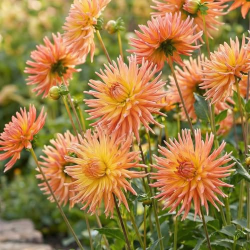 Dalias Bulbos Gigantes Cactus Naranjas - 5 Bulbos de Flores Exterior - Plantas Naturales Exterior de Holanda - No Resistente - Decoracion Jardin, Macetas y Balcón - Sin Semillas, No Artificiales