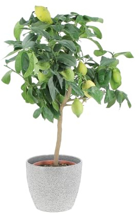 KENTIS - Limonero - Citrus Limon - Plantas Frutales de Exterior - Cítricos Para Balcón - H 70-80 cm Maceta Ø 20 cm
