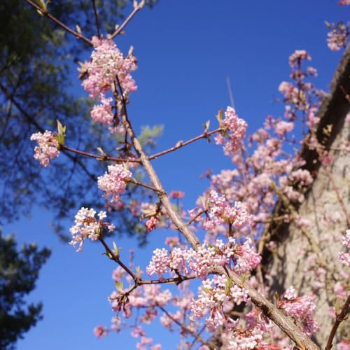 Semillas de bolas de nieve de invierno - semillas de Viburnum dilatatum - arbustos en resistentes variedades antiguas invernaderos de balcón regalos 100pcs