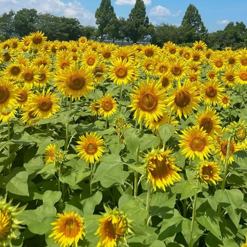 girasoles perennes resistentes para pleno sol cortadas jardín interior semillas semillas girasol perennes resistentes, larga 300pcs