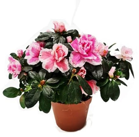 Azalea Planta con Flores Natural para Terraza y Jardín