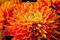 Aachondra Nuovo 100 PC semi di fiori di crisantemo arancione