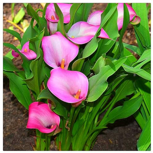 Calla Lily Bulbs for Planting,Excellent Display Indoor Perennial Balcony Garden Bulbs,Calla Lily Tubers UK,Flowering Rhizome,Calla Lily Bulbs Mix-2bulbs-G