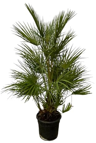 Dvärgpalmer Chamaerops Humilis, rum och trädgård, grön, 130 cm, Ø 24 cm