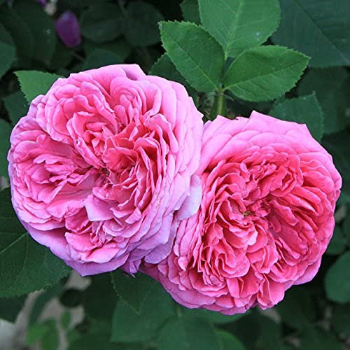 Graines de fleurs de rosier de Damas rose paquet de 100 graines
