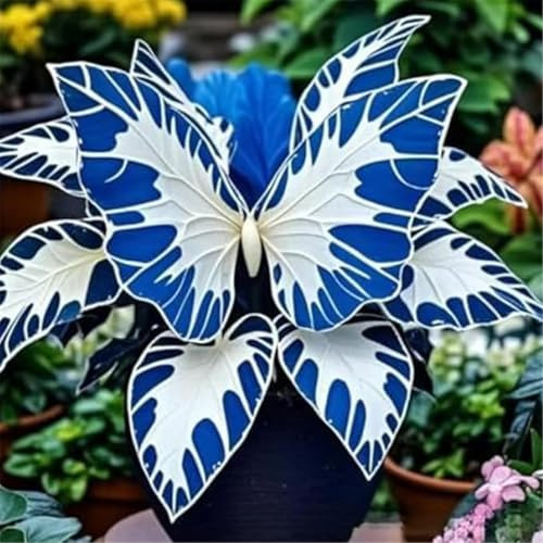 Hosta Rhizom-Hochwertige Geschenke-Einzigartig Design-Sehr Stilvoll-Limitierte Auflage-6 Funken Hosta Rhizom