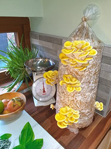 Foragers Table Mushroom Growing Kit, Gold Oyster Straw Log XX-Large, 1 Meter Long, Mushroom Grow Kit Easy and Fast Growing, Includes Everything Including Living Spawn