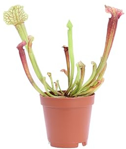 Pianta Carnivora Mangia Insetti pianta ornamentale da interno Carnivora vera e facile da colitvare venduta da eGarden.store (Sarracenia)