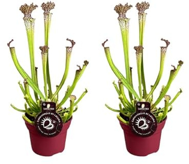 Sarracenia Farnhamii – Fleischfressende Pflanze – 2 Zimmerpflanze – Ø12cm – Höhe ca. 40cm – Sonniger Standort – Insektenfang