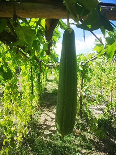 25 Semi di Luffa, spugna vegetale - 25 semi di luffa BIO