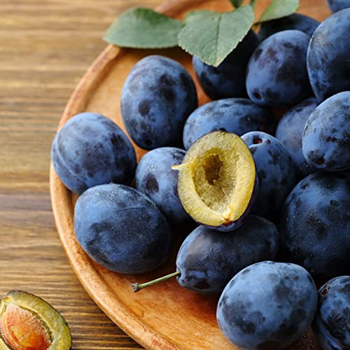 Damson Plum ‘Merryweather’ Organic Hardy Tree Grow Your Own Outdoor Fruit, Supplied as 1x Bare Root by Thompson & Morgan