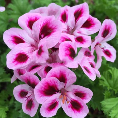 50 Stück gemischte Geraniensamen Pelargonium Hortorum Balkongarten Blumenpflanze Gartensamen zum Pflanzen jetzt