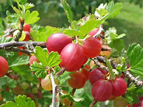 1st. rote Stachelbeere Hochstamm 70-100cm im Topf Höhe Ribes uva-crispa ́Hinnonmäki rot ́