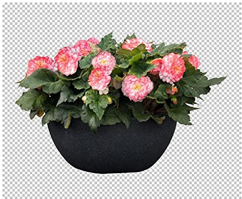PREMIER SEEDS DIRECT - Begonia Tuberous - Non Stop - Rose Petticoat F1-15 PELLETS