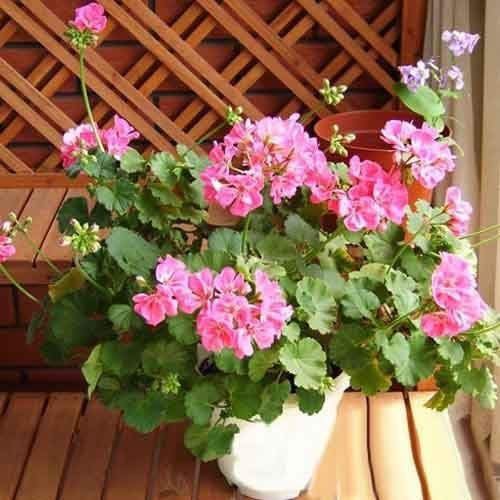 Hängende Bonsai-Geraniensamen für Hausgarten-Dekoration, Geranien-Blumensamen, andere, 20 Stück