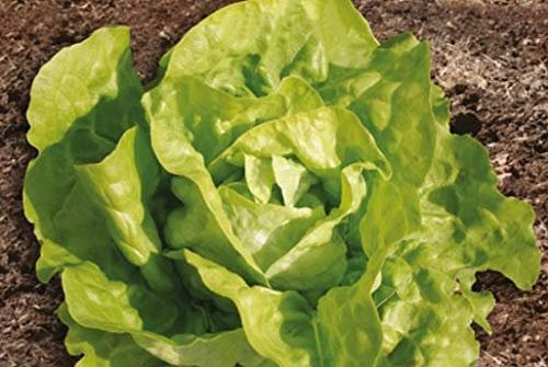 Pezzi - 25x Twelloser Giallo Lattuga Iceberg - Burro Insalata Eko - Insalata Seme Verdure KS488 - Seeds & Plants Shop by Ipsa