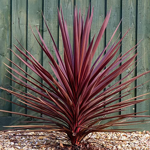 GardenersDream Cordyline Torbay Red Plant in Pot - Colourful Evergreen Hardy Shrub - Healthy Cabbage Palm Plant - Ornamental Shrubs for Gardens, Patio, Borders (15-35cm, incl. 9cm Pot)