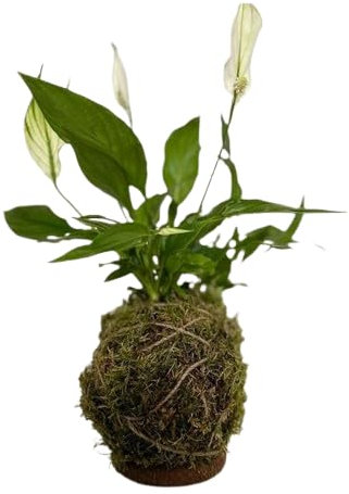 Espatifilo - Spathiphyllum KOKEDAMA Planta Natural en Recipiente de Musgo