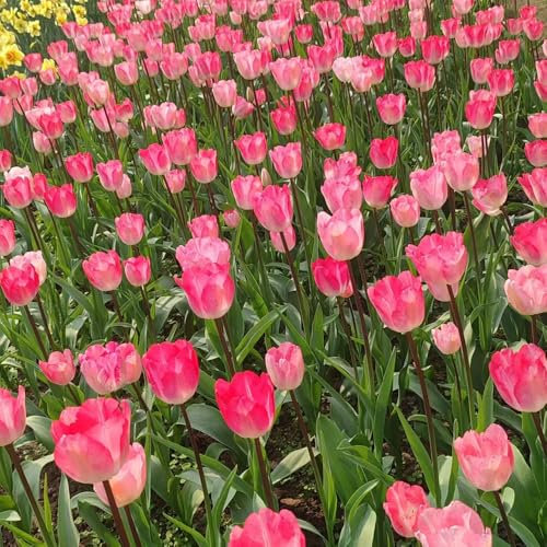 tulpen zwiebeln, tulpenzwiebeln winterhart mehrjährig indoor garten Balkonpflanzen Balkon Deko Stauden tulpenzwiebel bodendecker mehrjährig, KüBelpflanzen outdoor zimmerpflanzen 7pcs