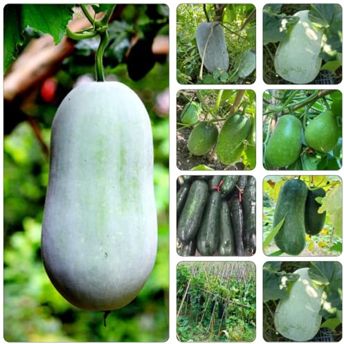 Calabaza de cera perennes resistentes resistentes de jardín rocas verdes decoración semillas interior sabroso jardín perennes silvestres 400pcs