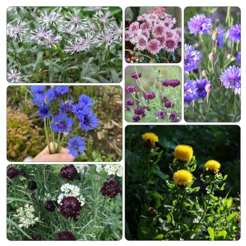 fiordalisi, primaverili, resistenti in vaso balcone, recisi per l'orto di semi di balcone insoliti selvatici esotici 350semi