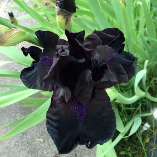 Bulbi Di Iris Barbuto Di Colore Misto,Dea Dell'Arcobaleno, Giglio Di Spada,I Petali Sono A Forma Di Spada,Lampadina Dell'Iride,Bulbo Dell'Iride Misteriosa Iris Barbuta,Iride Barbuta-15 Bulbi-A