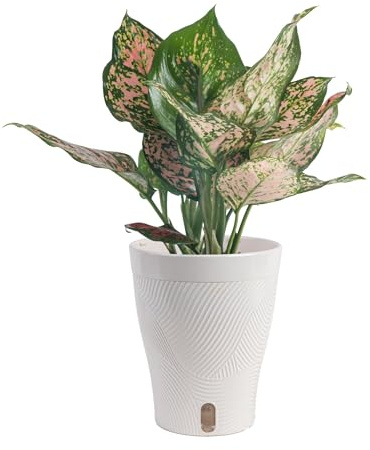 Costa Farms Trending Tropicals Aglaonema Live Indoor Plant, Self Watering Décor Plant Pot, 1 Foot Tall