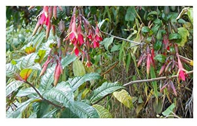 Pcs - 10x Fuchsia Sessilifolia Arbuste Jardin Plantes - Graines ID1352 - Seeds & Plants Shop by Ipsa