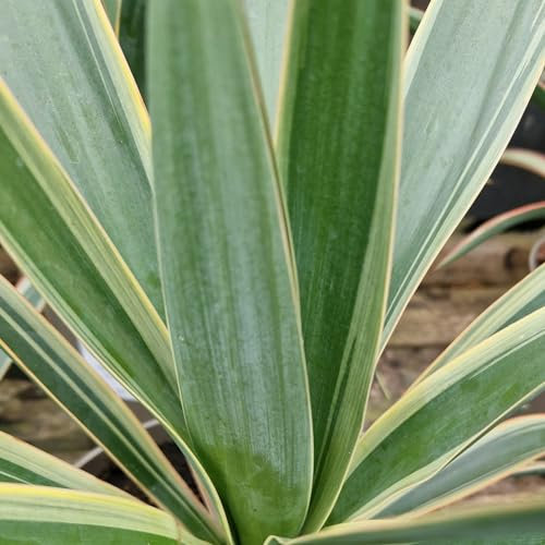 1 x Yucca Variegata Outdoor Plant - Amazing Two Tone Foliage - 9cm Pots