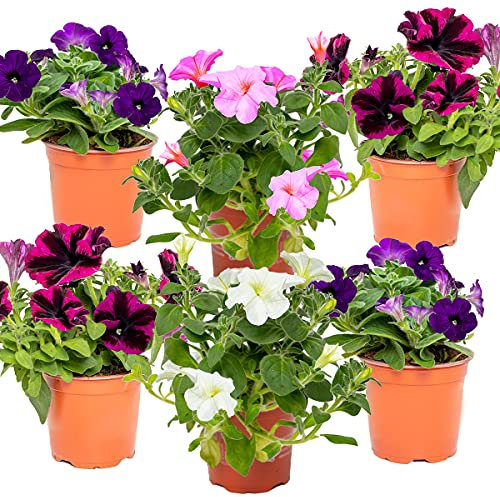 6x Pétunia Surfinia - Pétunia suspendue à grandes fleurs - Annuel - ⌀10.5 cm - 10-15 cm