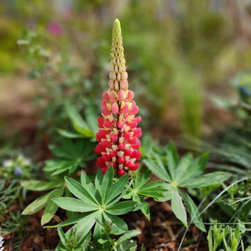 1000 pcs lupinensamen kaufen, lupinen pflanzen samen blumen balkon saatgut geschenk lupine samen - Lupinus micranthus - nachhaltige geschenke bonsai stauden winterhart mehrjährig hochbeet