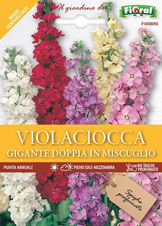 Semi di Matthiola Incana, Violaciocca Fiori a Calice Colori Misti, 100 Semi per Giardini, Bordature, Aiuole e Vasi