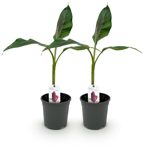 Musa Sikkimensis Lot de 2 plants de bananier de jardin exotique avec feuilles rouges et vertes résistantes au froid Ø 17 cm Hauteur env. 40 cm
