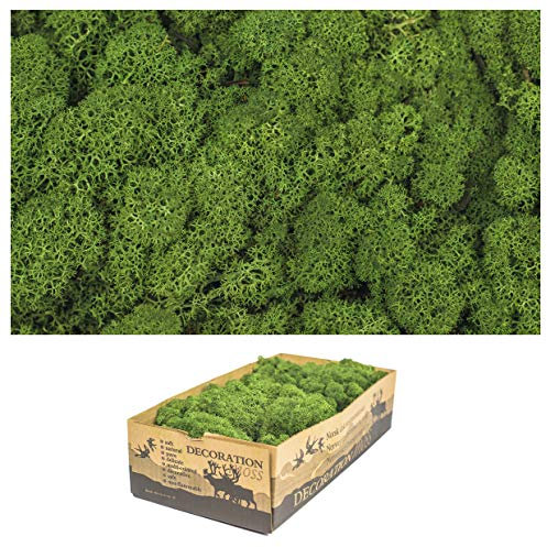 1 Kiste Echtes Moos - Natur Dekomoos zum basteln in verschiedenen frischen Sorten - DIY - Islandmoos, Plattenmoos, Bollenmoos, Hügelmoos Sphagnum Moos (1 x Island Moos grün)
