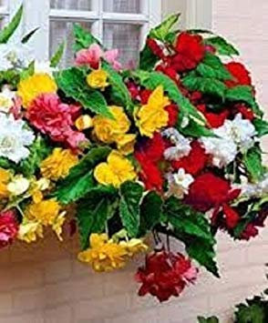 : 15 Semi Begonia Trailing Cascade Mix Il Pellet Semi: Only Seeds