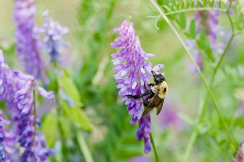 Hairy Vetch Seeds, Food Plot Used As a Cover Crop, Green Manure, Pasture, Silage, and Hay (1,000 Seeds)