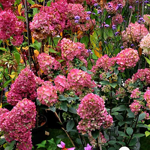 Rispenhortensie 'Wim's Red'® - Hydrangea paniculata 'Wim's Red'® - 40-50 cm Topf