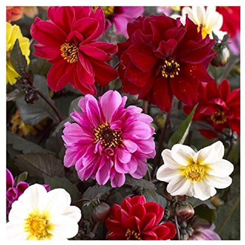 PREMIER SEEDS DIRECT - Flower Dahlia RED Skin Mixed 2.5 GRAM ~ Approx 300 Finest Seeds
