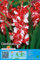 Gladiolenzwiebeln : Gladiolus -Gladiole  Zizanie  5 Blumenzwiebeln