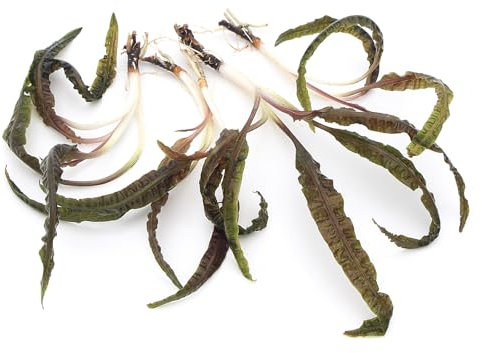 K2AQUA 5 x Cryptocoryne Balansae Live Aquarium Plant Tall Wavy Green Leaves Easy Care Low Maintenance Background Midground Freshwater Tank Natural Decoration Beginner Friendly